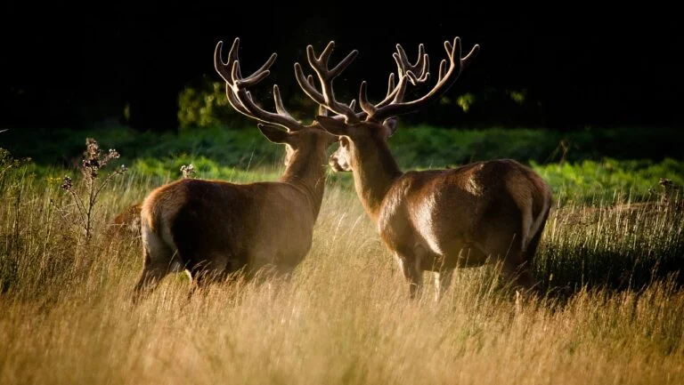 deer, nature, park-4747299.jpg
