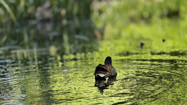 Isabella plantation