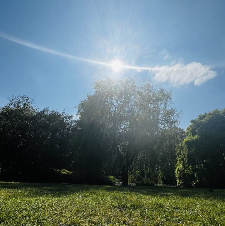 Richmond park in Summer