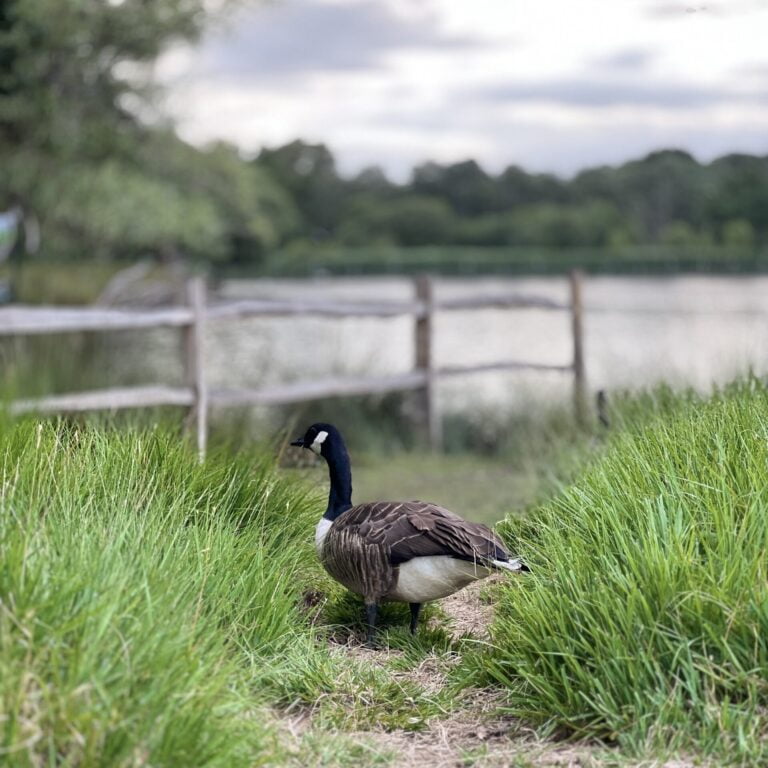 Ducks at pen ponds