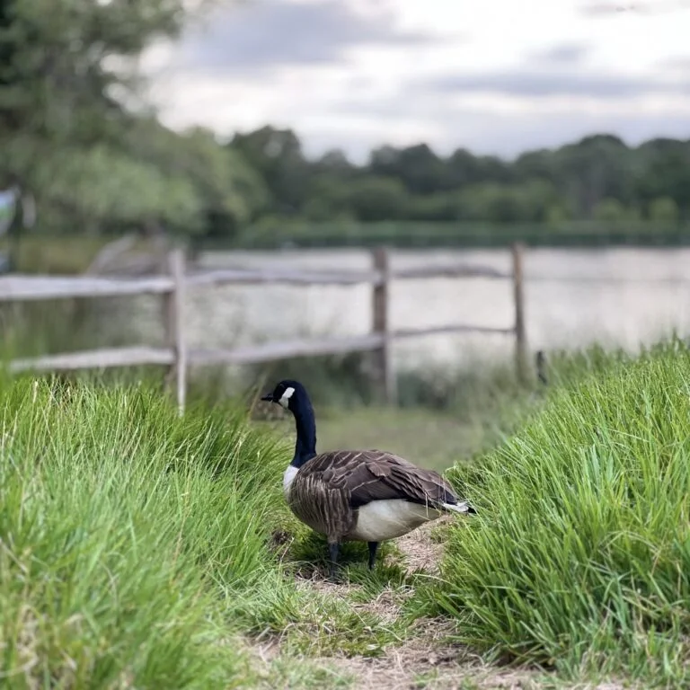 Ducks at pen ponds