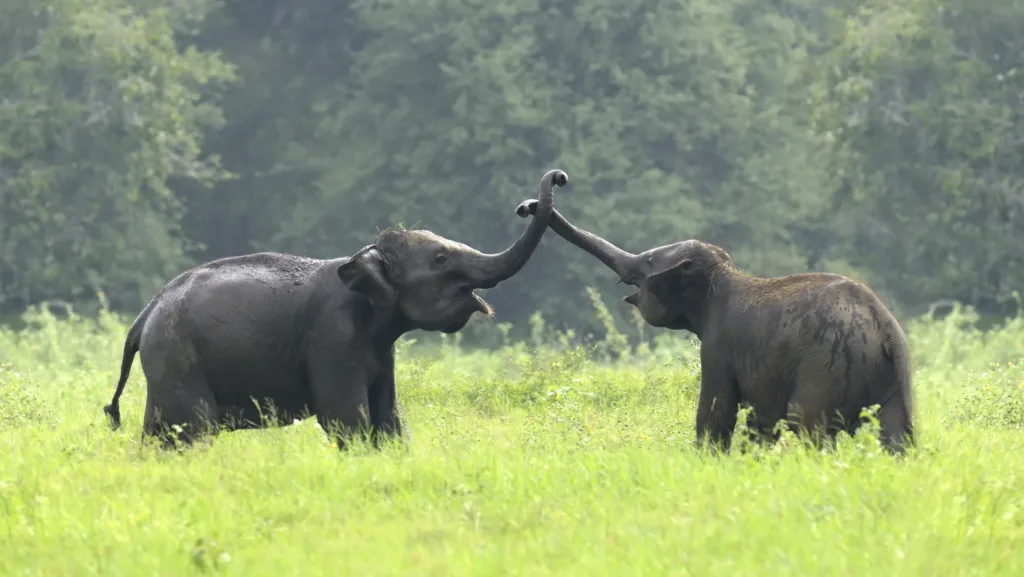 Elephants in National Park of Sri Lanka