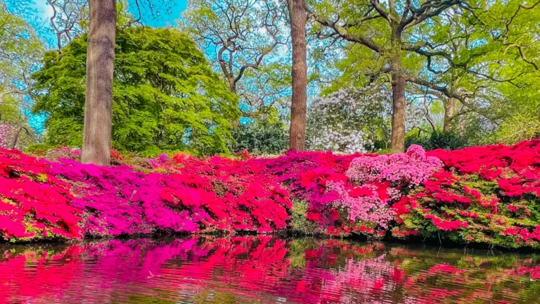 Best Time to Visit Isabella Plantation
